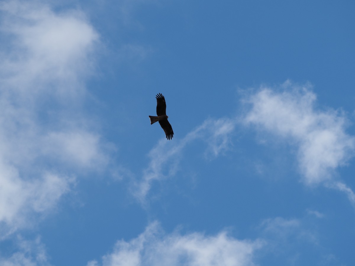 Milano Negro - ML646435703