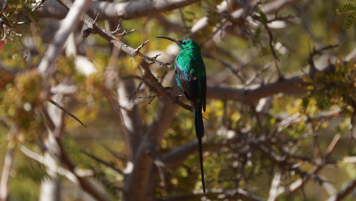 Suimanga Malaquita - ML646435711