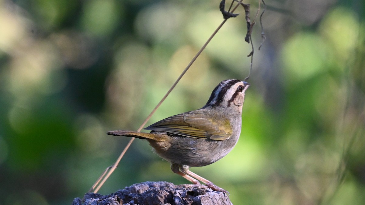 Cerquero Oliváceo - ML646435712