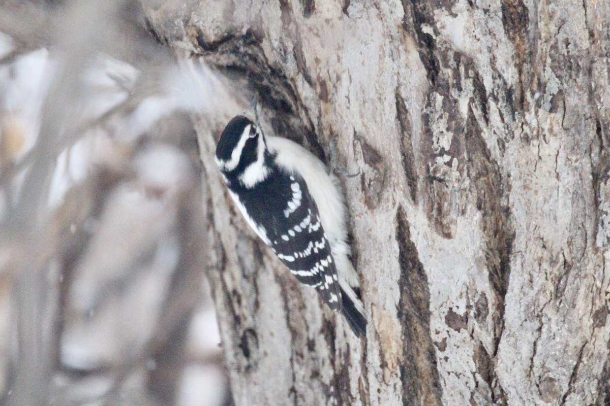 Downy Woodpecker (Eastern) - ML646435718