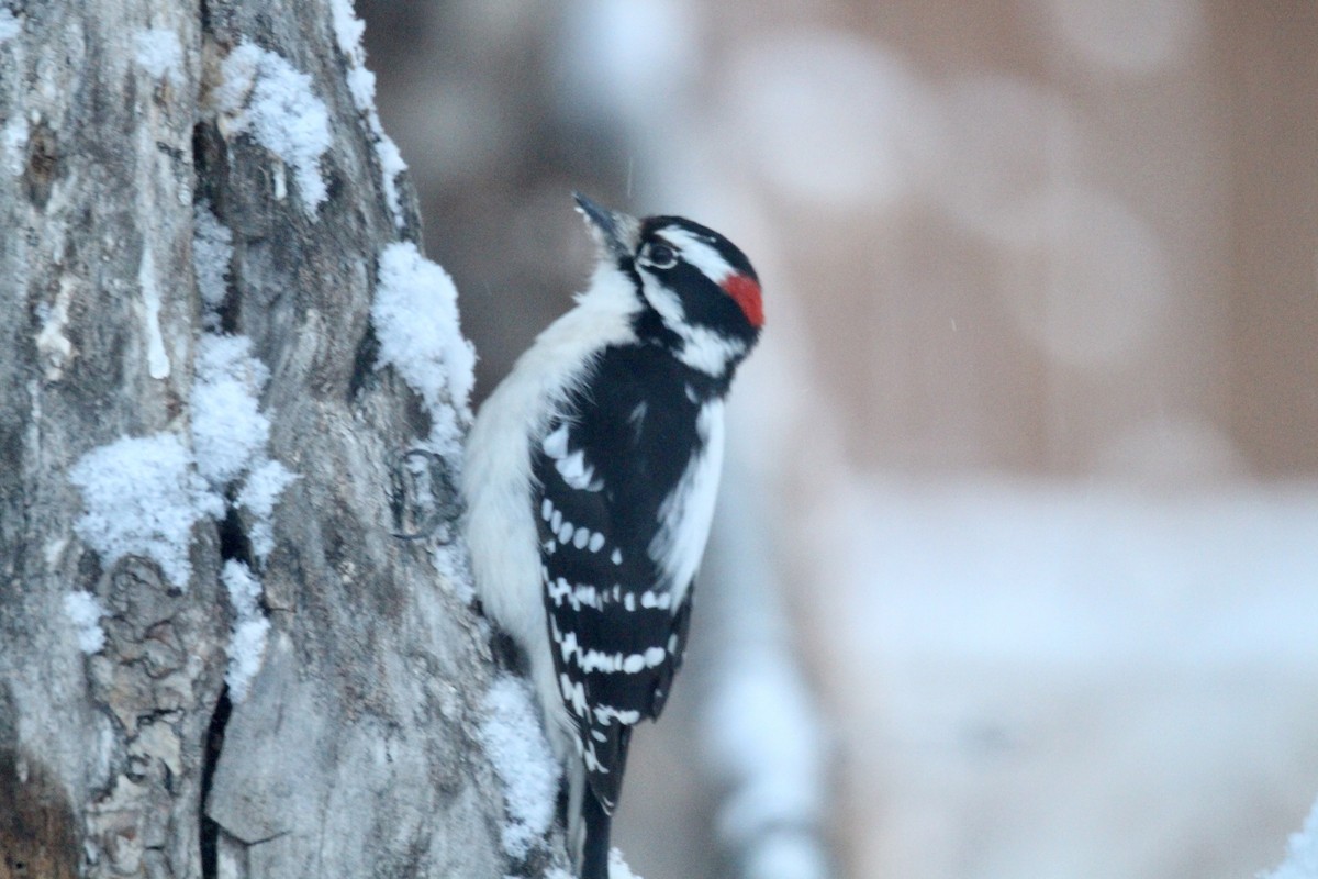Downy Woodpecker (Eastern) - ML646435719