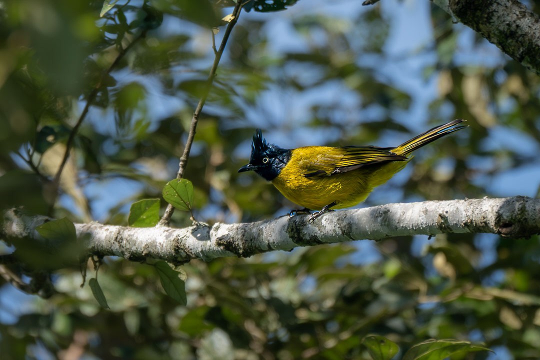 Black-crested Bulbul - ML646435720