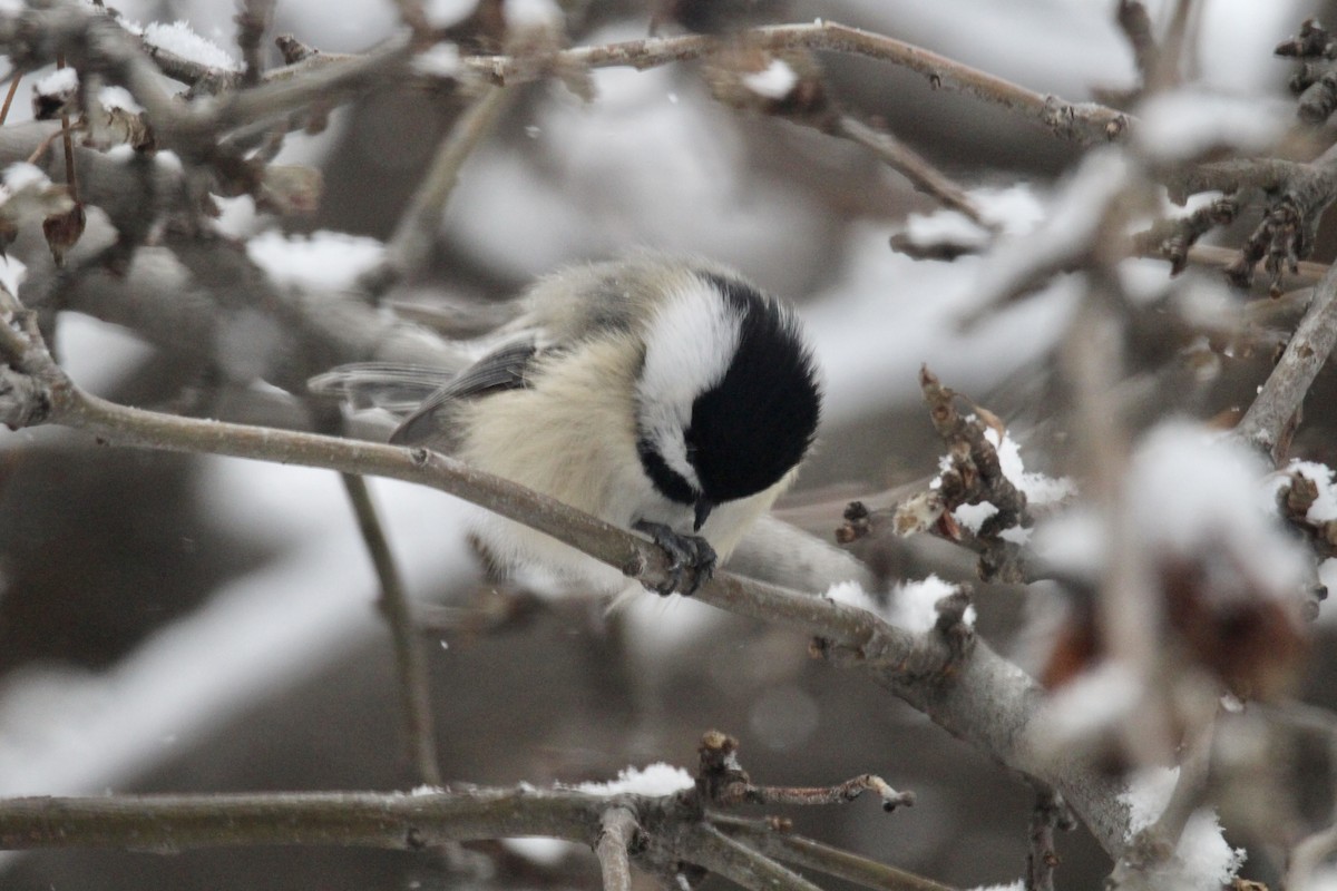 Black-capped Chickadee - ML646435724
