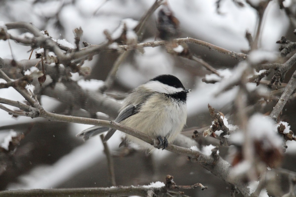Black-capped Chickadee - ML646435725