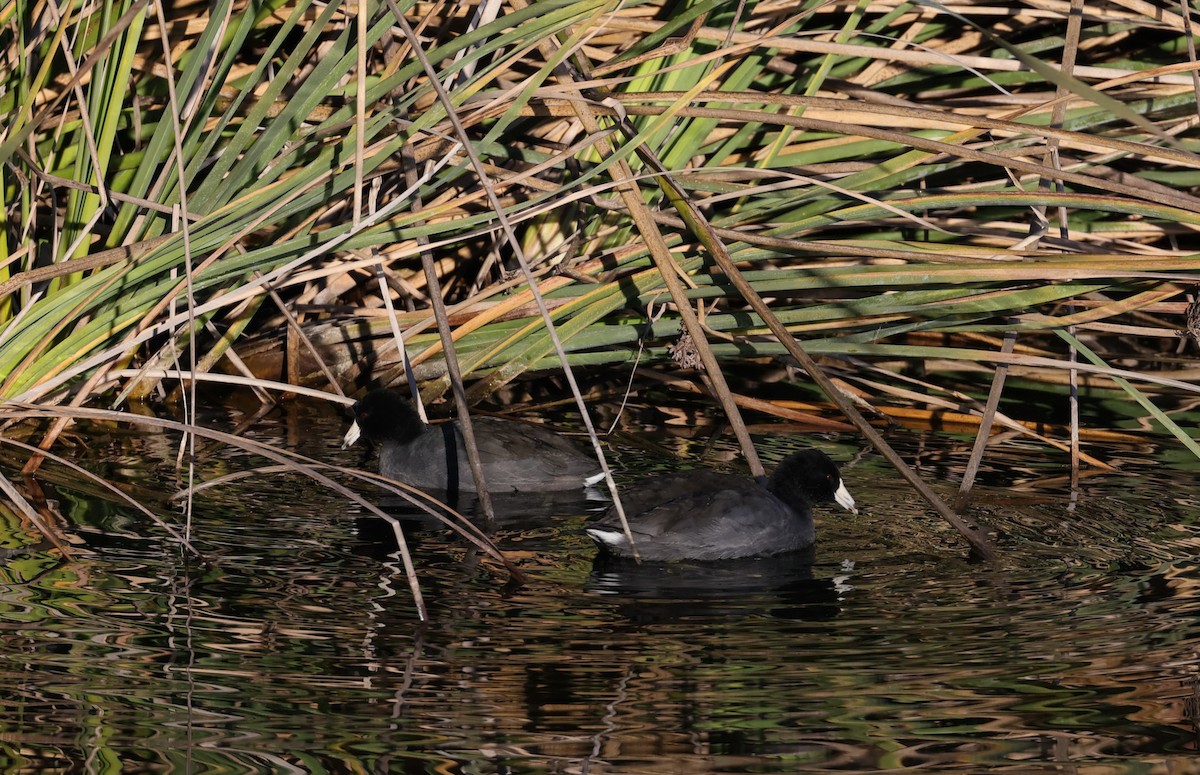 Focha Americana - ML646435726