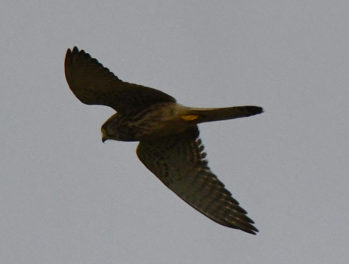 Kerkenez - ML646435727