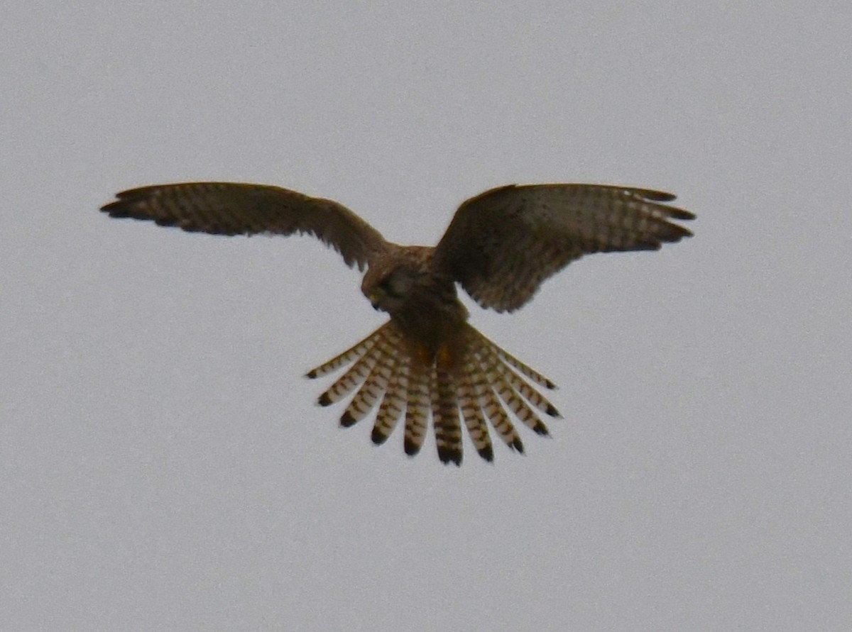 Kerkenez - ML646435728