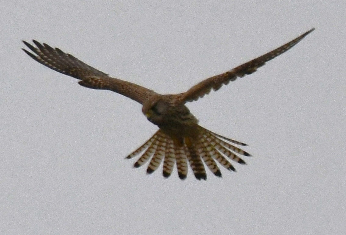 Kerkenez - ML646435731