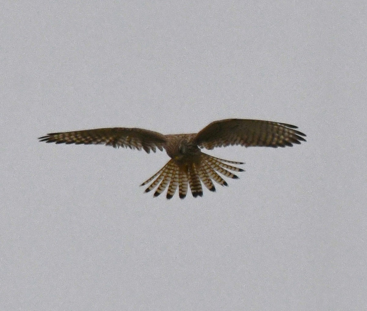 Kerkenez - ML646435732