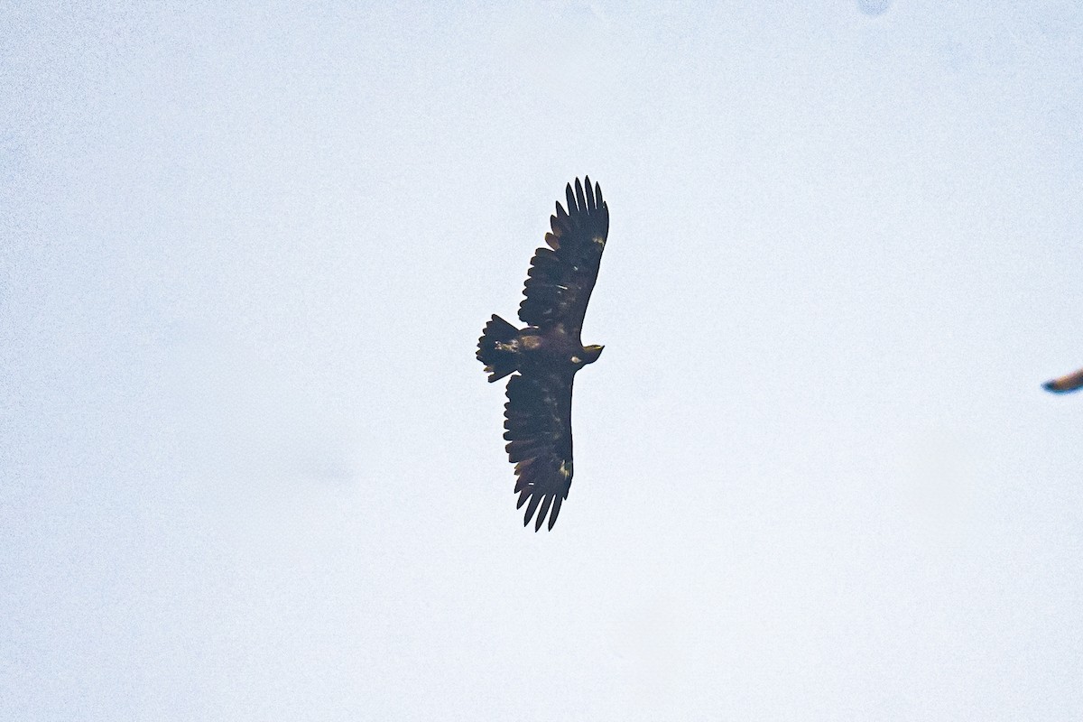 カラフトワシ - ML646435734