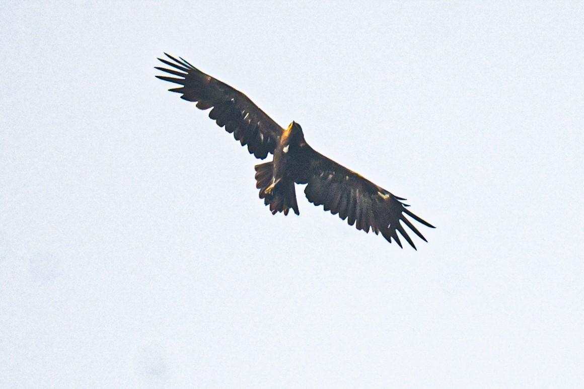 カラフトワシ - ML646435735