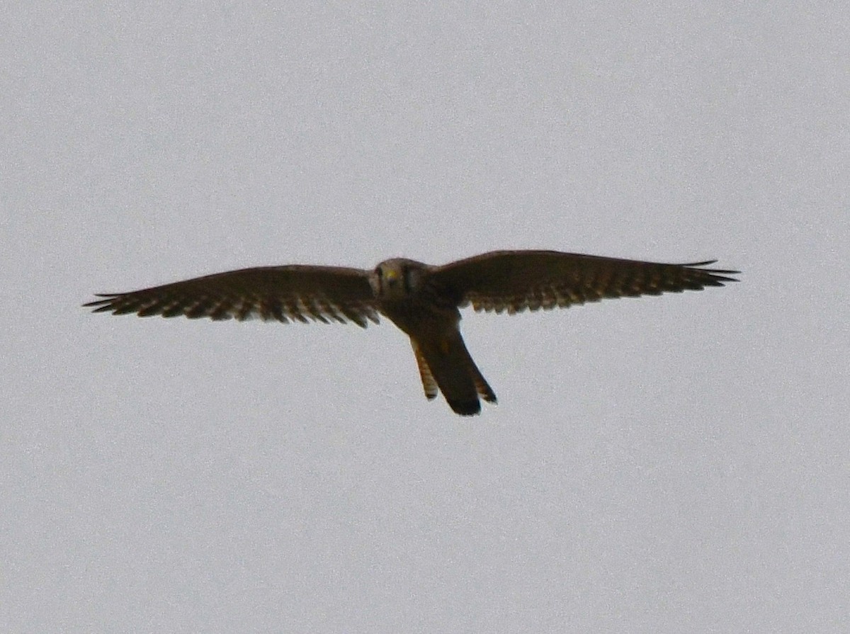 Kerkenez - ML646435736