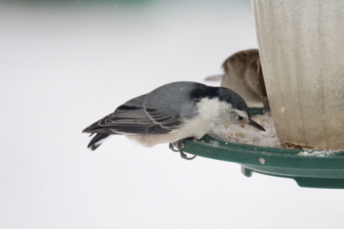 White-breasted Nuthatch (Eastern) - ML646435737