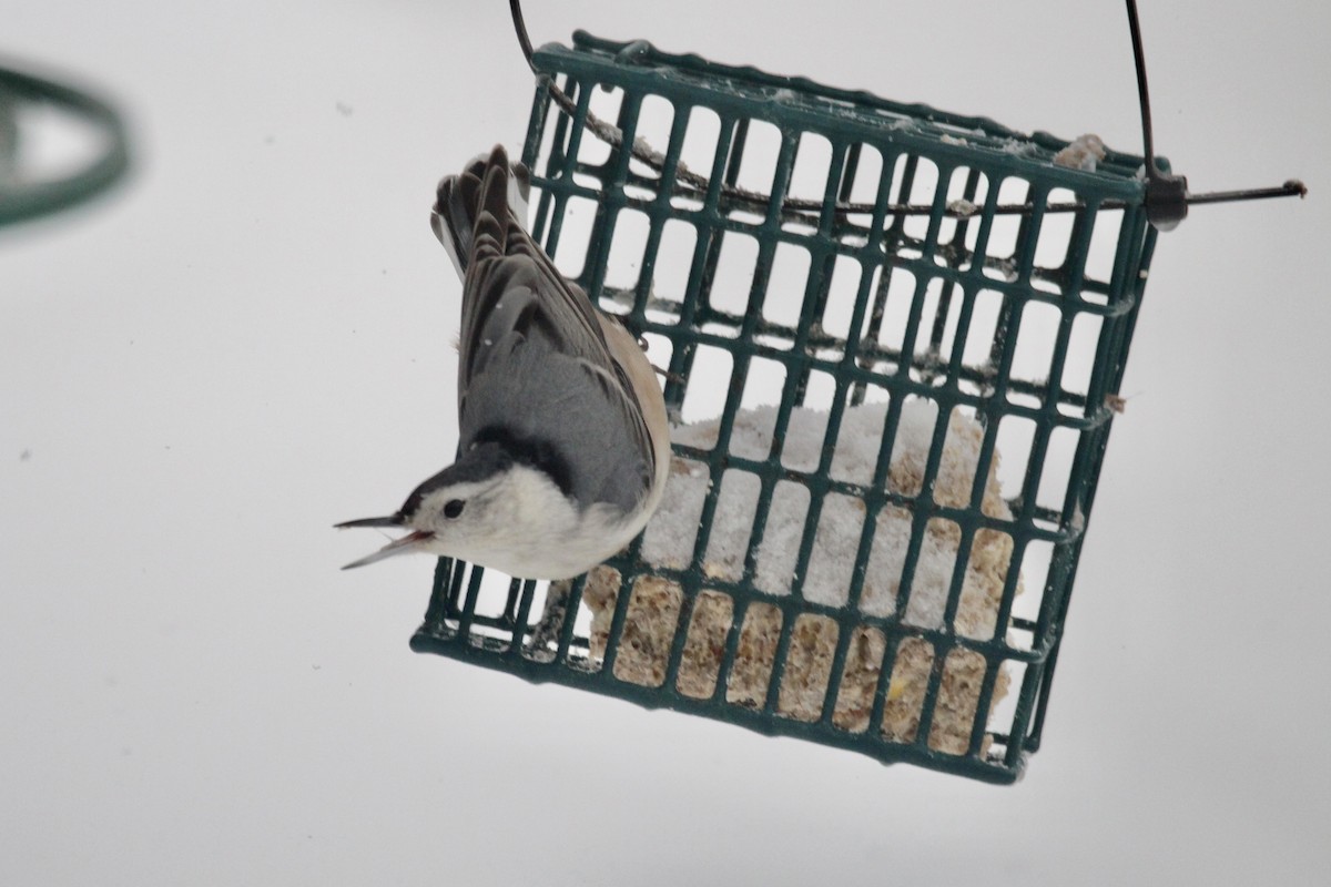 White-breasted Nuthatch (Eastern) - ML646435738