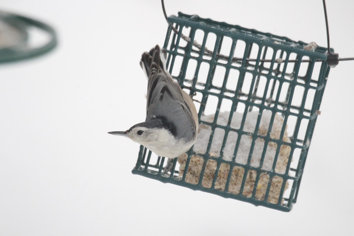 White-breasted Nuthatch (Eastern) - ML646435739