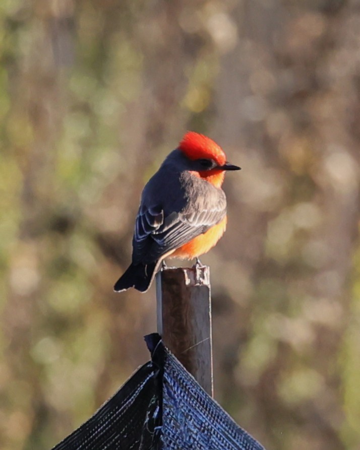 Mosquero Cardenal - ML646435740