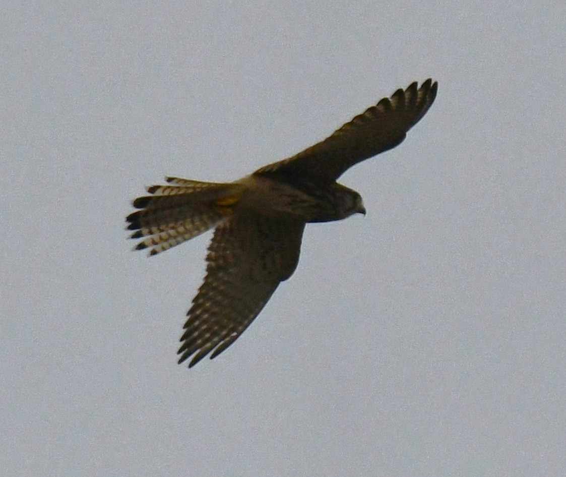 Kerkenez - ML646435741