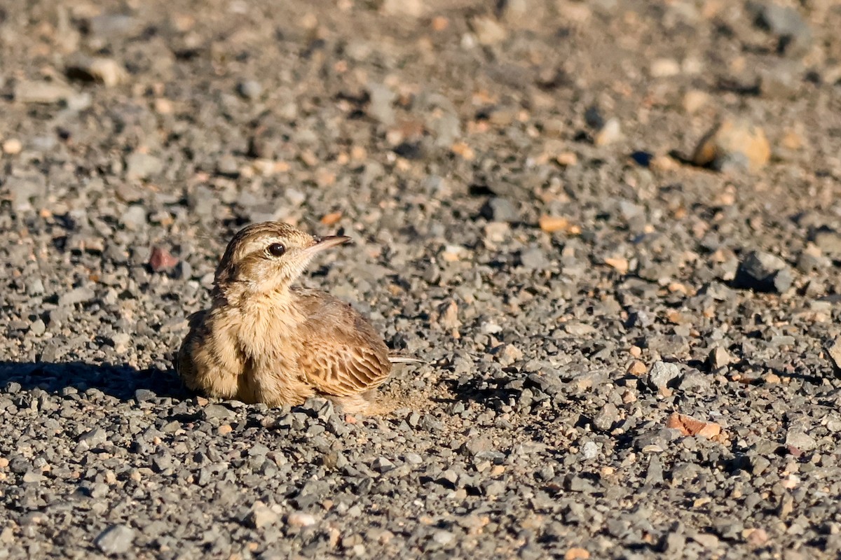 Bisbita Australiano - ML646435746