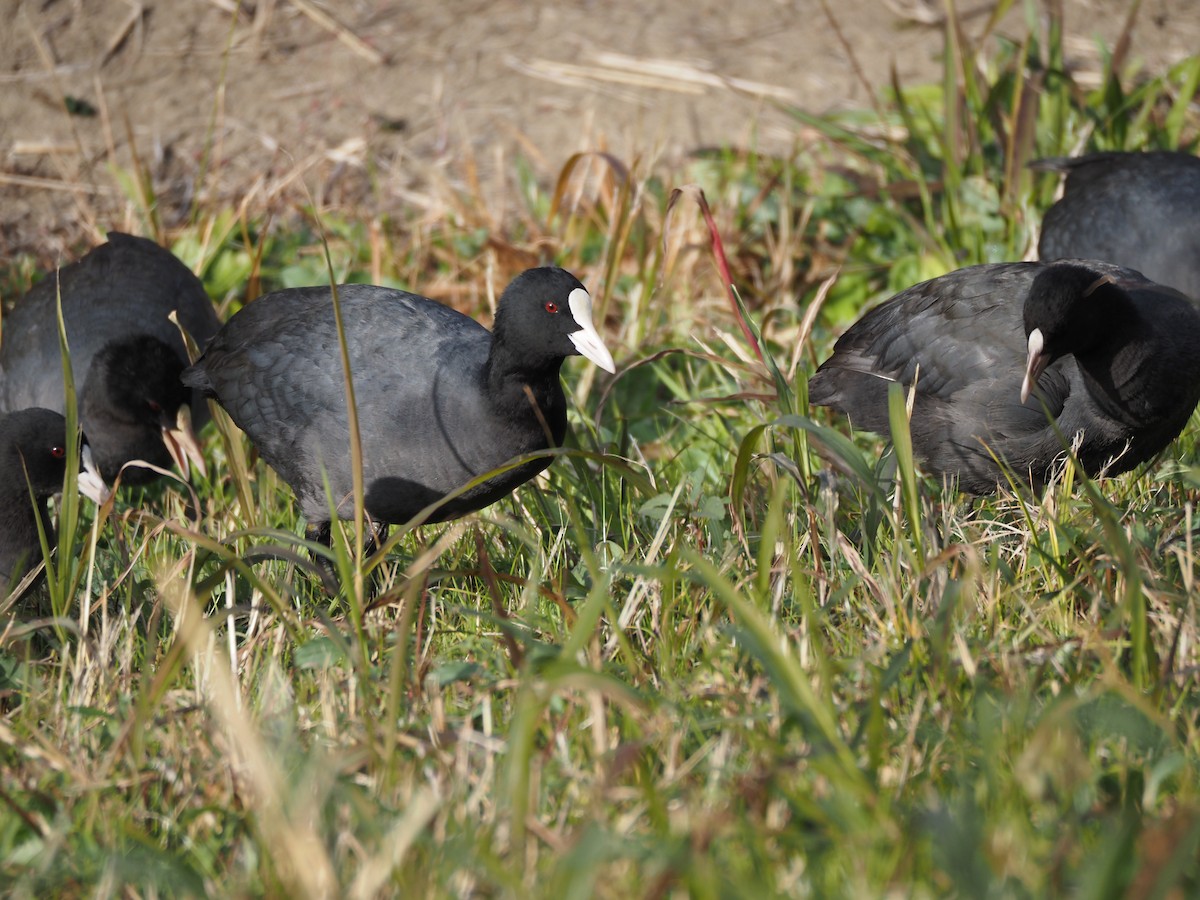 Eurasian Coot - ML646435747
