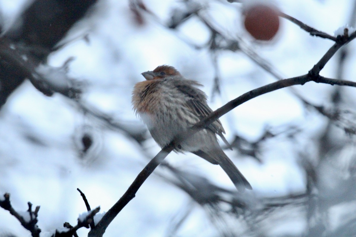 House Finch - ML646435749