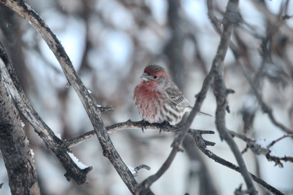 House Finch - ML646435750