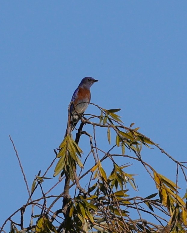 Azulejo Occidental - ML646435751