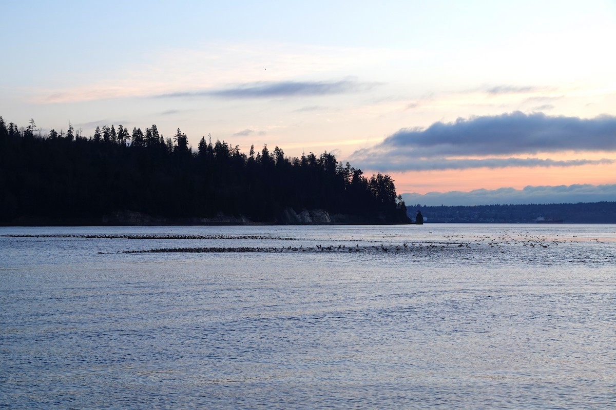 Surf Scoter - ML646435752