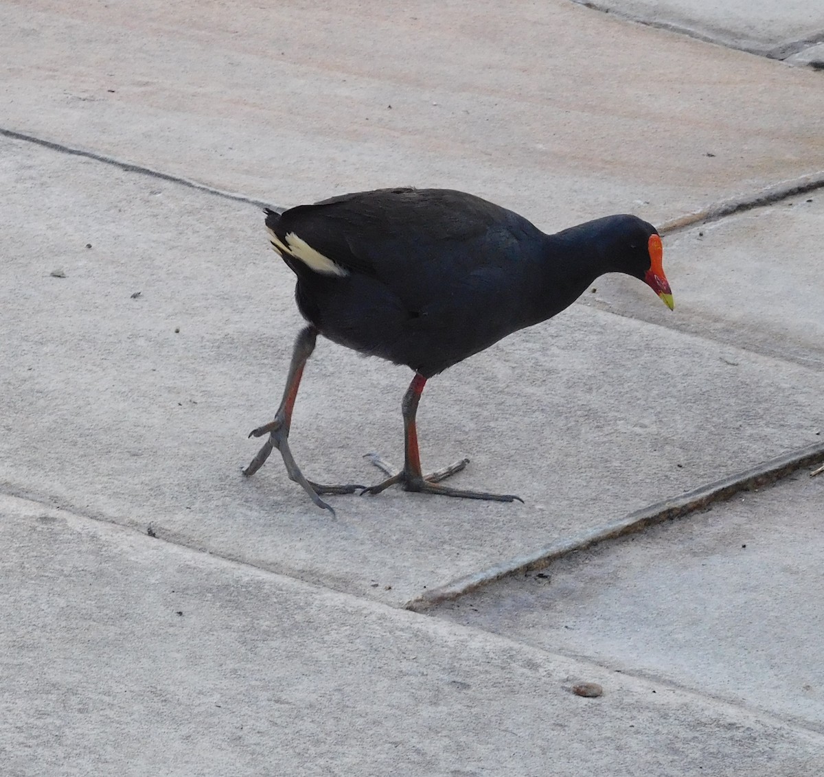 Dusky Moorhen - ML646435753