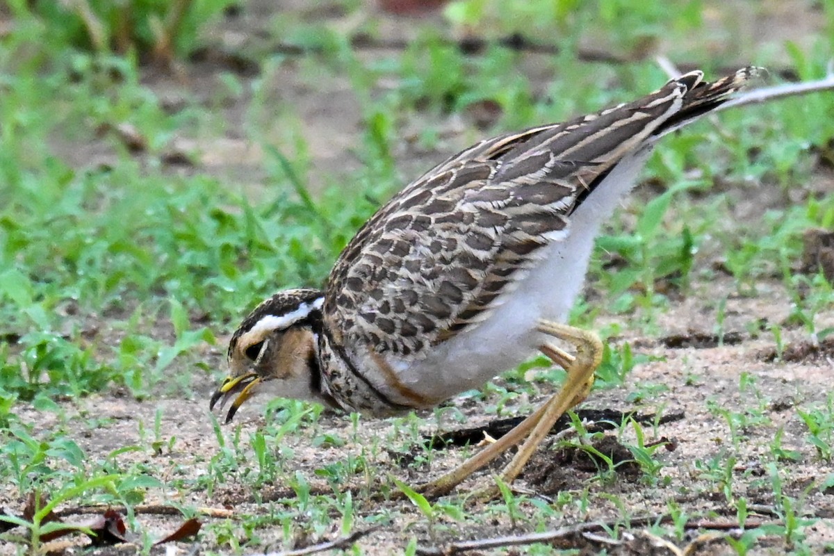 Courvite à triple collier - ML646435754