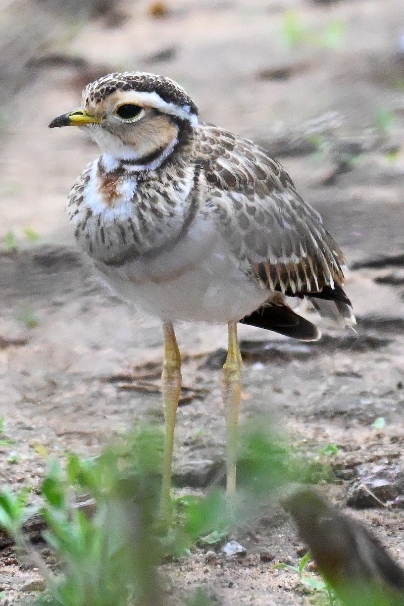 Three-banded Courser - ML646435755