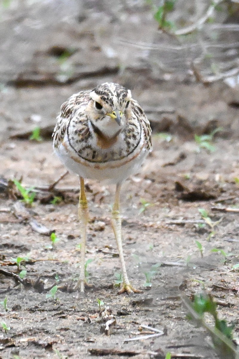Courvite à triple collier - ML646435756