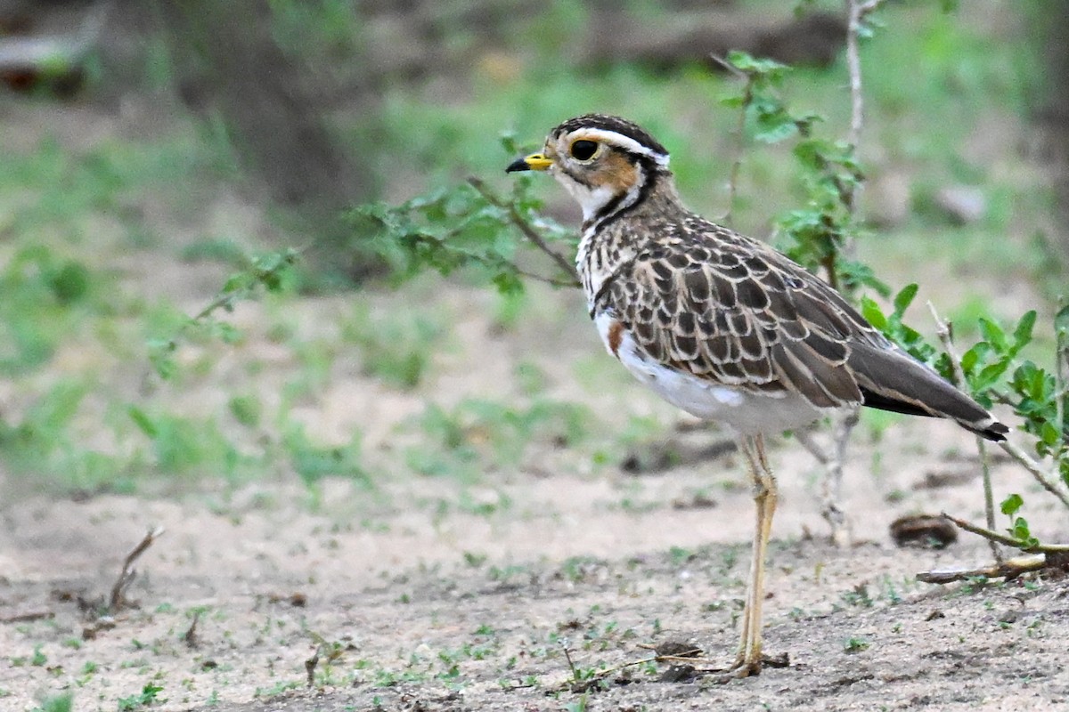Courvite à triple collier - ML646435757