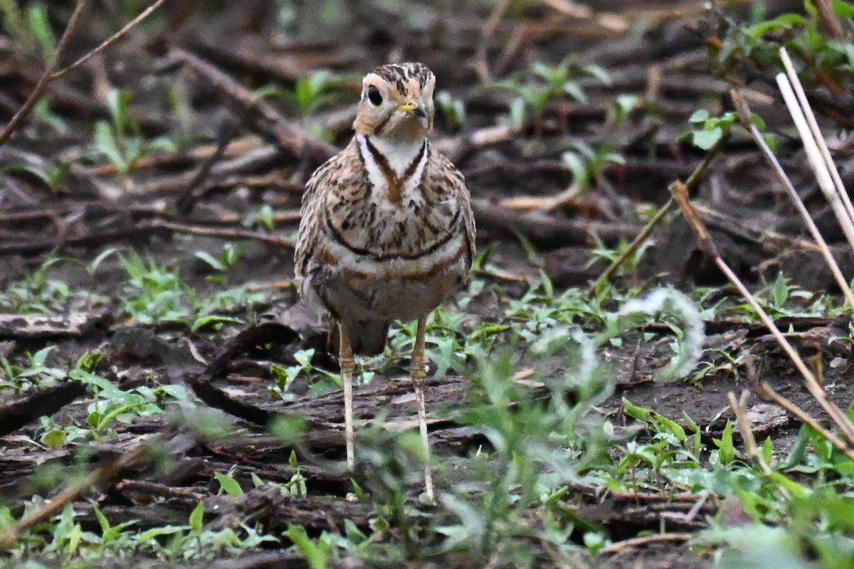 Courvite à triple collier - ML646435758