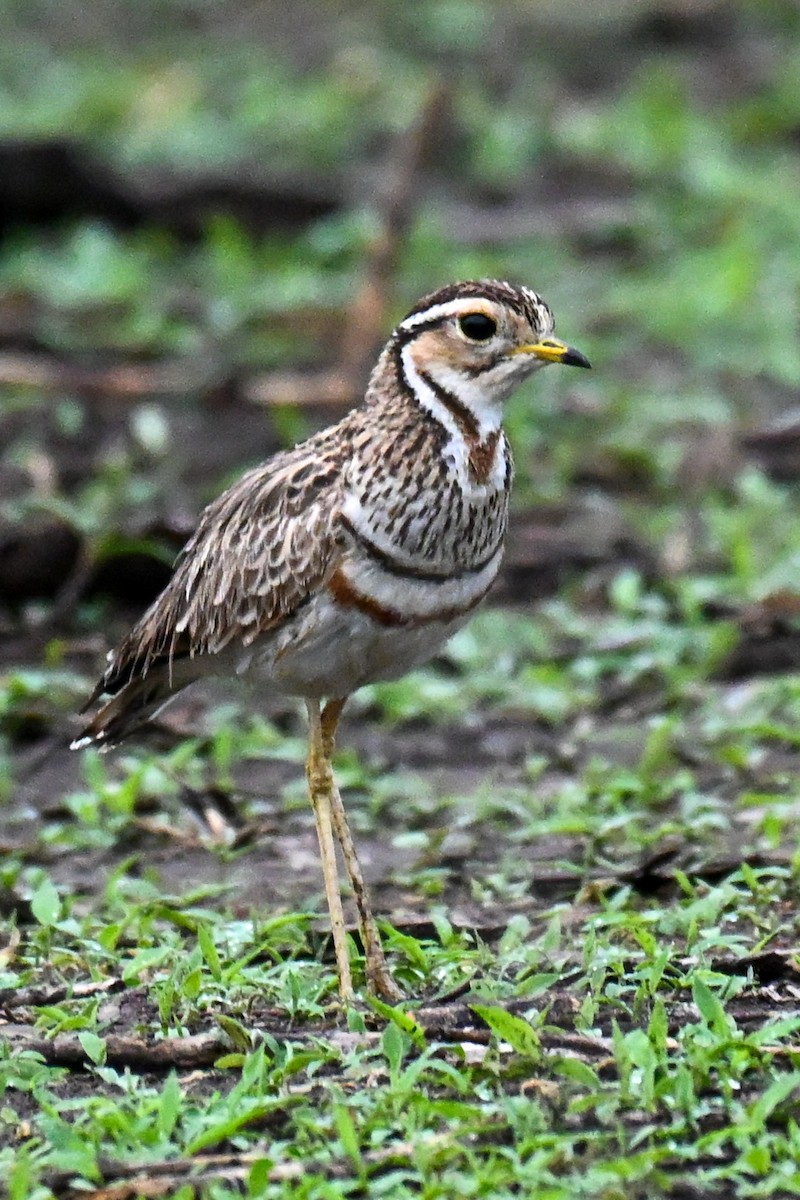 Courvite à triple collier - ML646435759