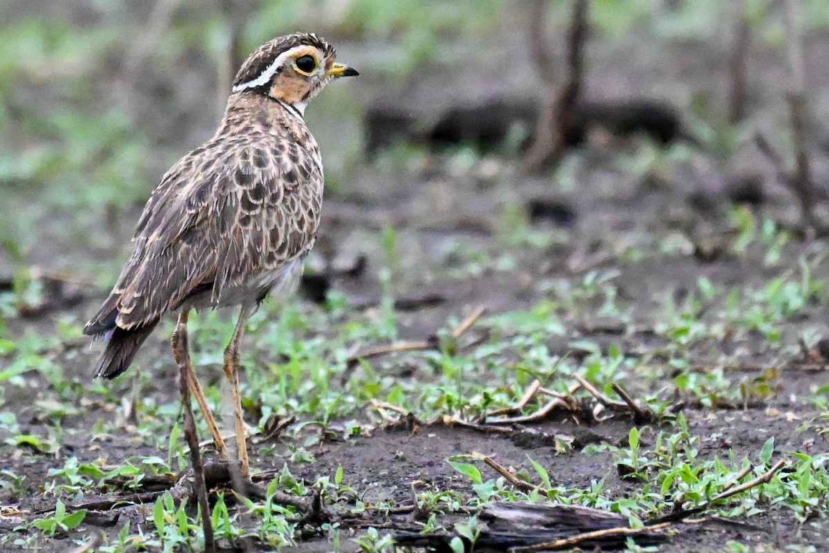 Three-banded Courser - ML646435760