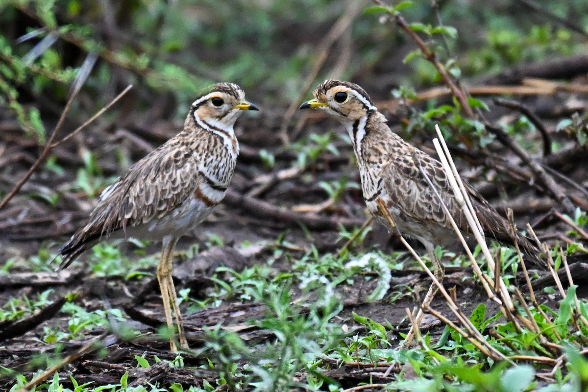 Three-banded Courser - ML646435761