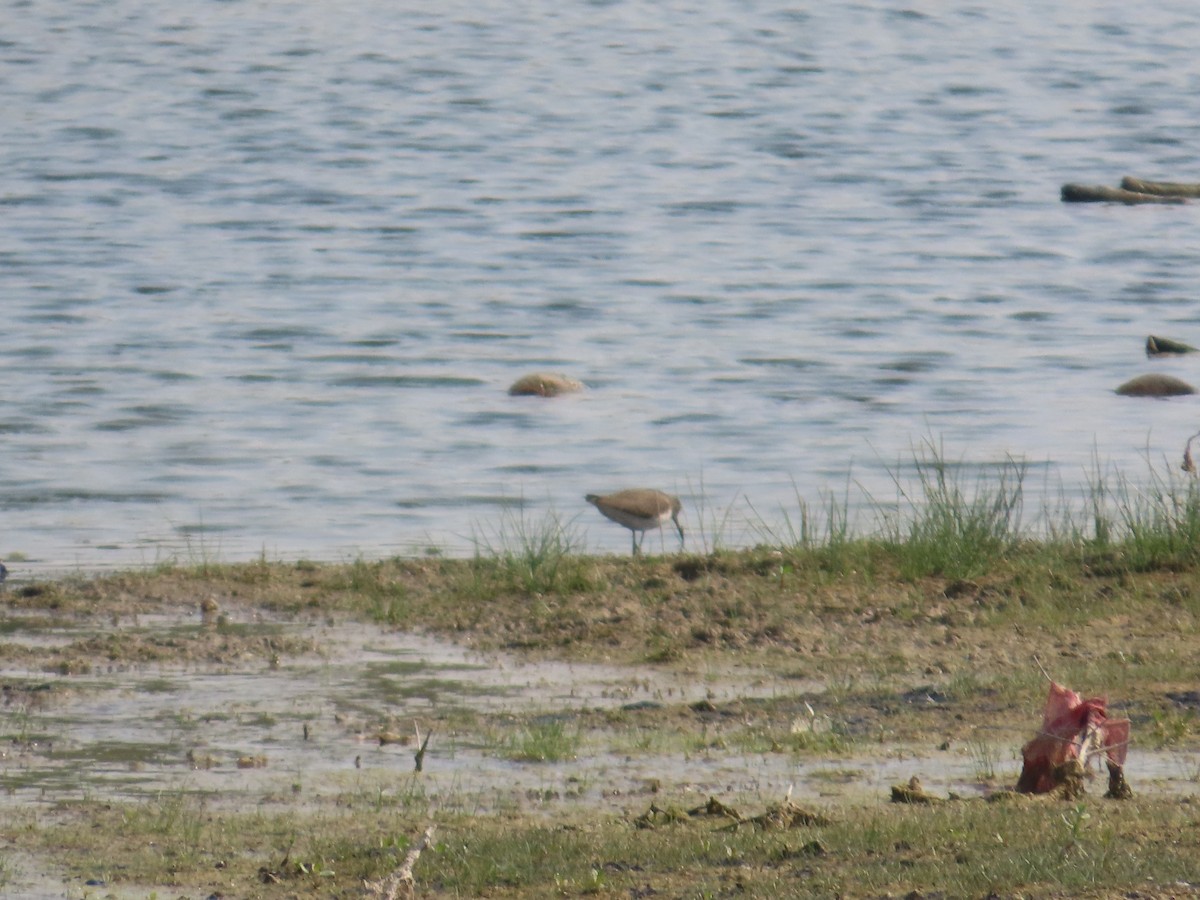 磯鷸 - ML646435762