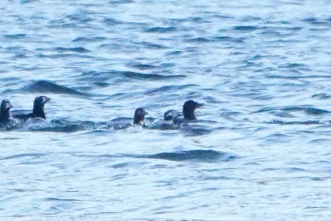 長尾鴨 - ML646435764