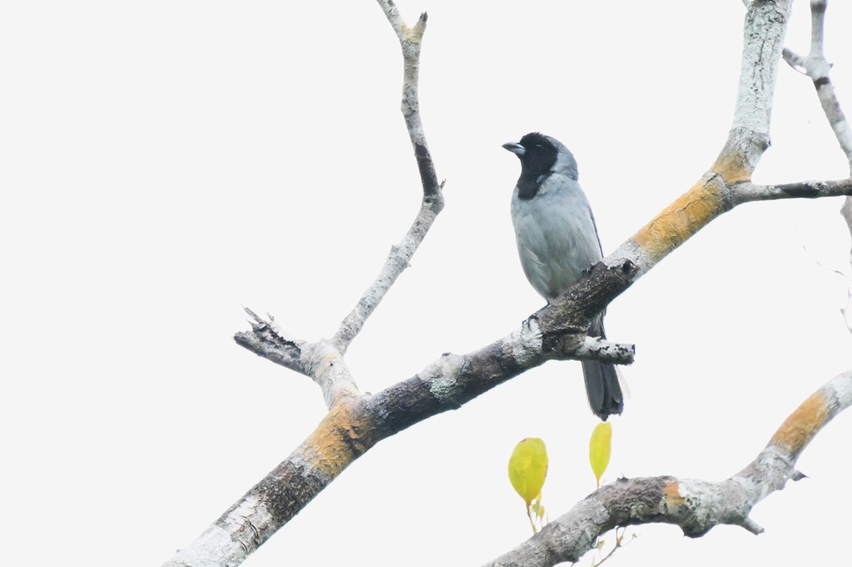 Black-faced Tanager - ML646435765