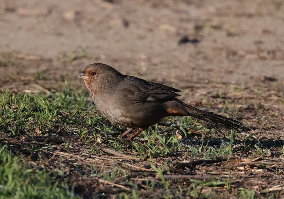 California Towhee - ML646435766