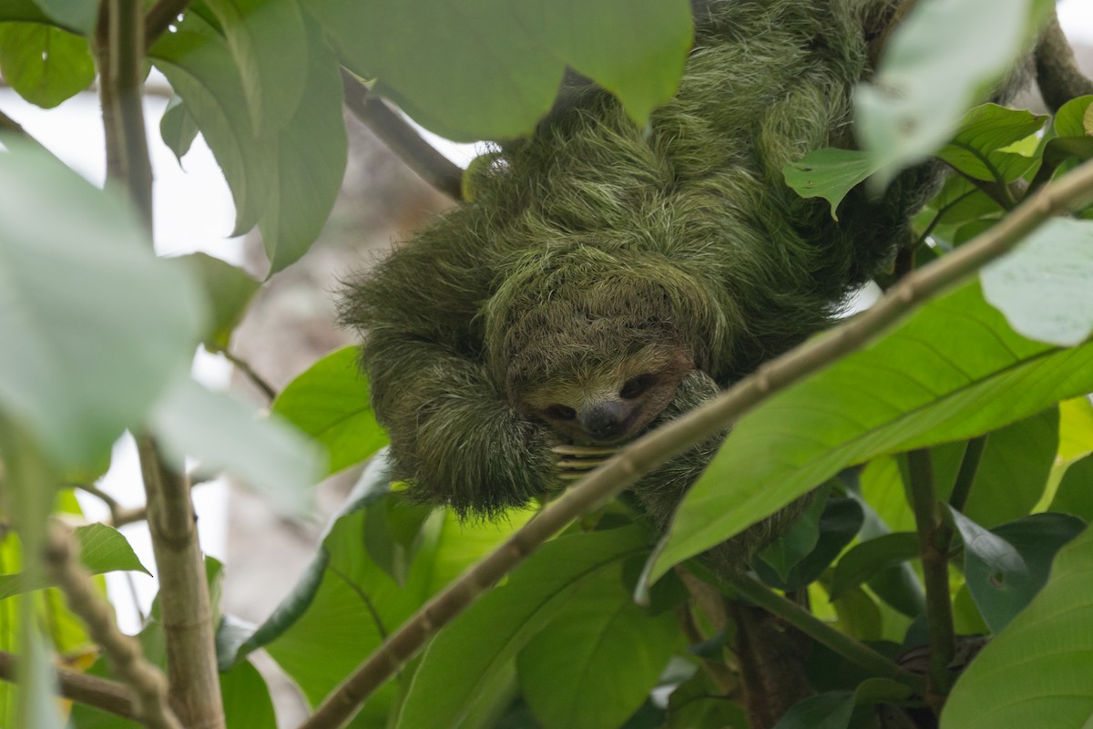Brown-throated Three-toed Sloth - ML646435767