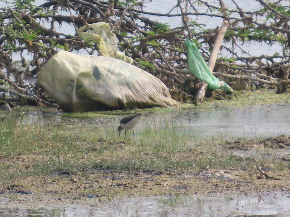 磯鷸 - ML646435768