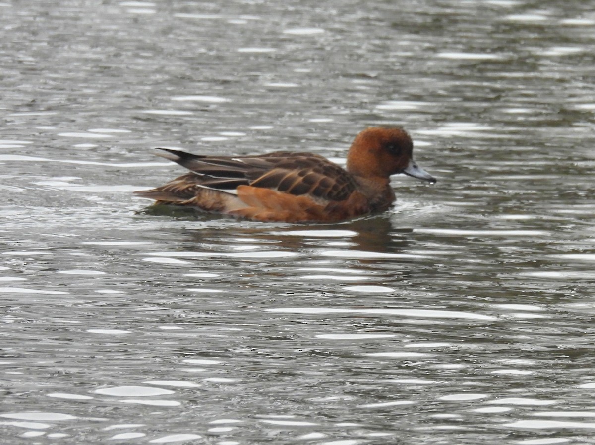 ヒドリガモ - ML646435769