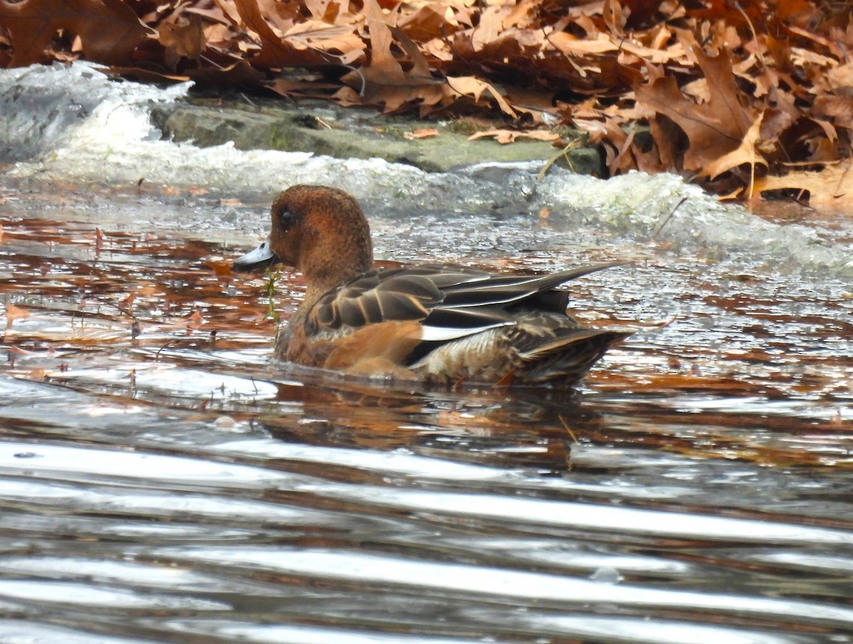 ヒドリガモ - ML646435770