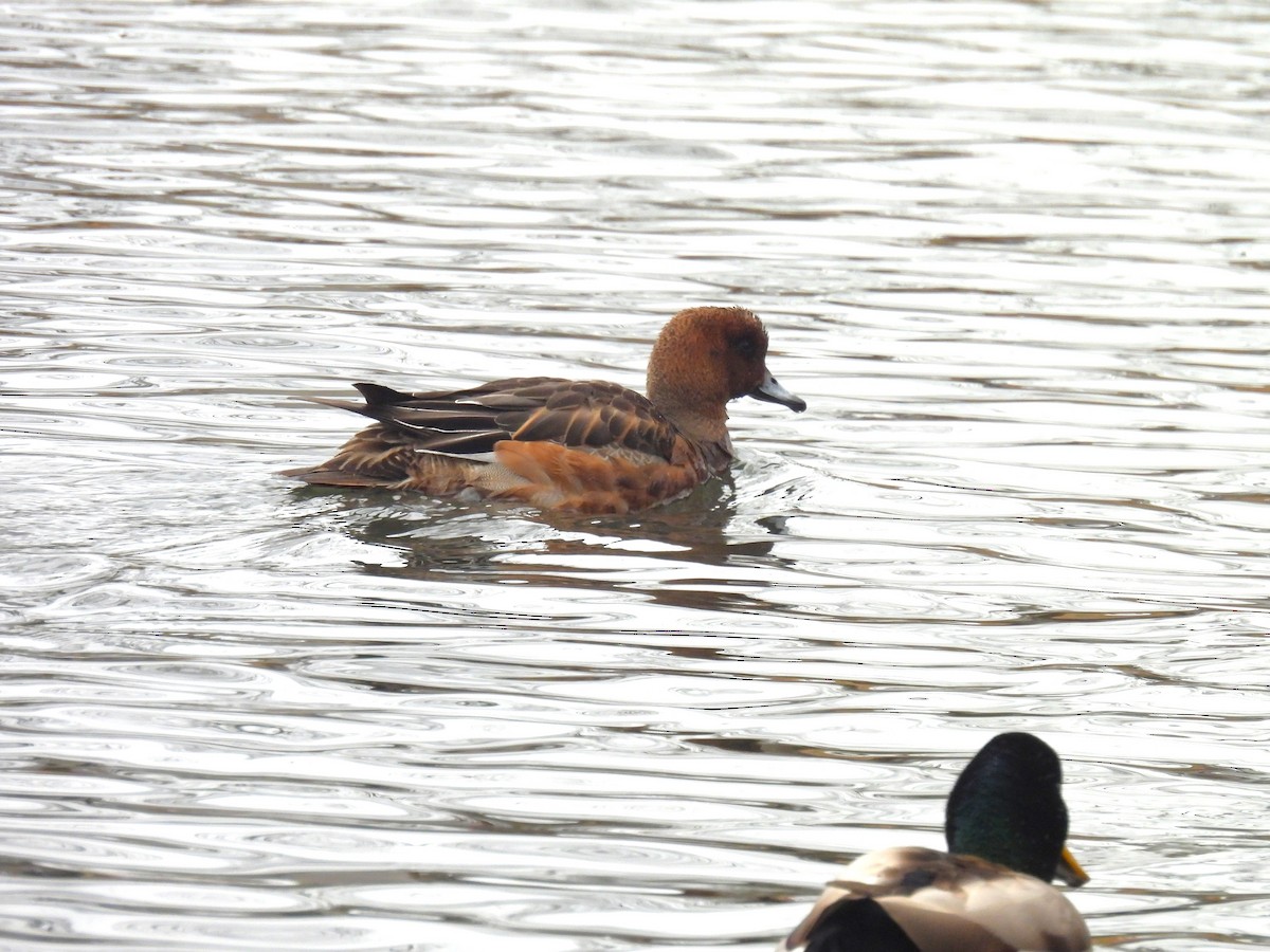 ヒドリガモ - ML646435771