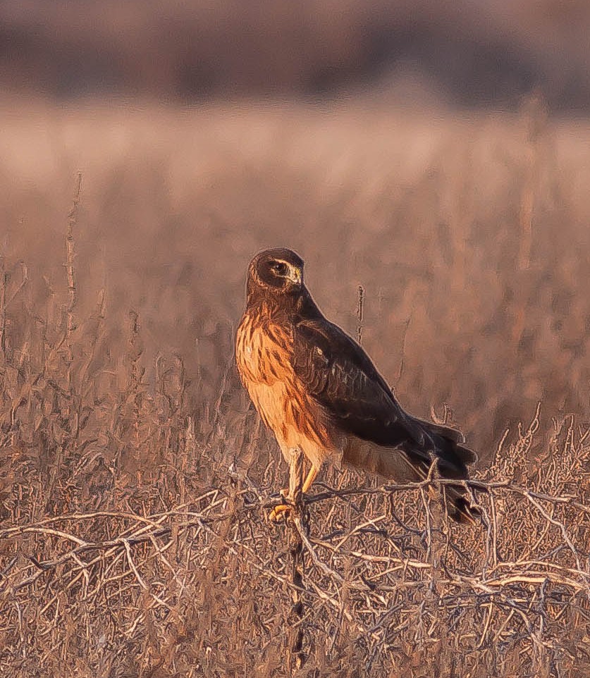Northern Harrier - ML646435772