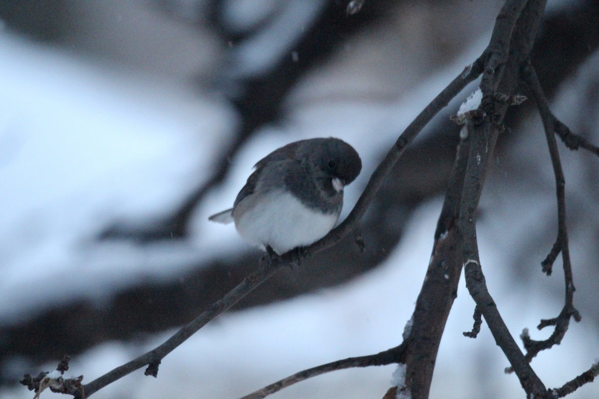 Dark-eyed Junco (Slate-colored) - ML646435775