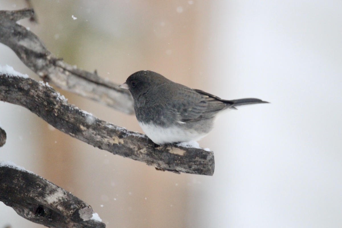 Dark-eyed Junco (Slate-colored) - ML646435776