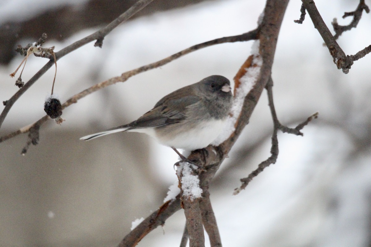 Dark-eyed Junco (Slate-colored) - ML646435777