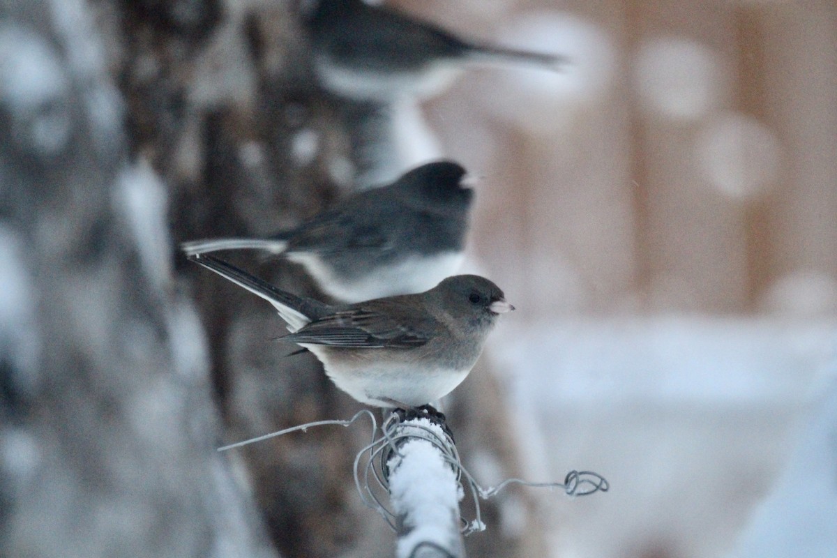 Dark-eyed Junco (Slate-colored) - ML646435778